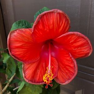 Meet your Posher, Dlane